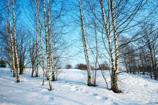 Birch trees in snow in suburb of Chicgo (Illinois)