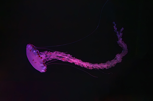 Purple striped Jellyfish, Chrysaora colorata swimming in dark water of aquarium tank illuminated with pink neon light. Aquatic organism, animal, undersea life, biodiversity