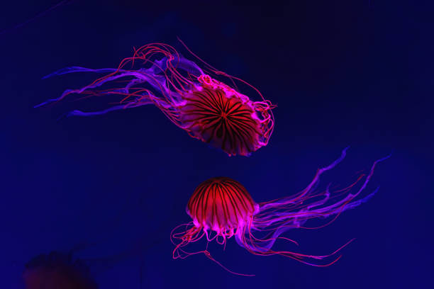 istock Fluorescent jellyfish swimming underwater aquarium pool with red neon light. 2149579508