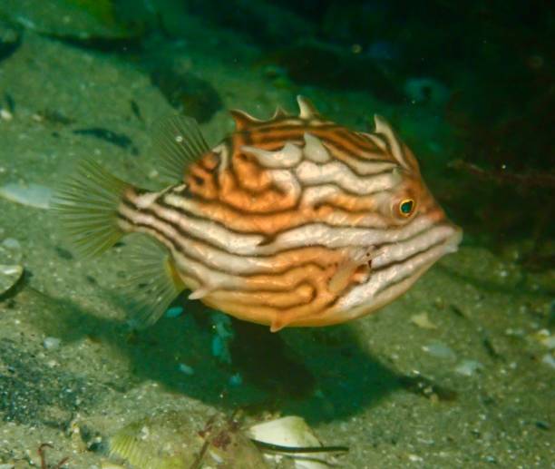 istock Ornate cowfish swims above ocean floor 2149579690
