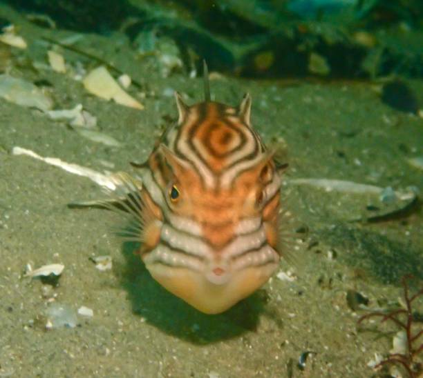 Ornate cowfish swims above ocean floor