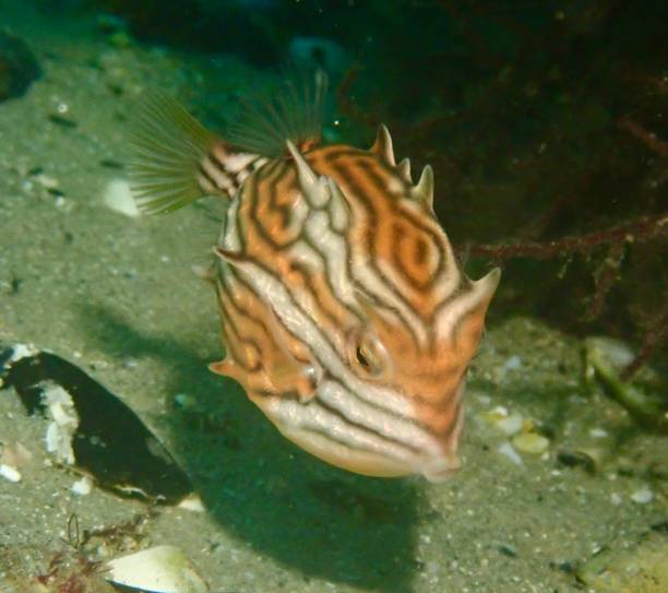 istock Ornate cowfish swims above ocean floor 2149579756