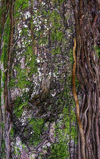 Vertical view tree bark covered in green moss and white fungus. Background and wallpaper texture.