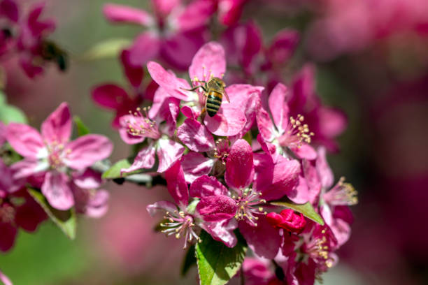 istock Pink fruit tree flowers, the arrival of spring. The bee is flying. 2149580483
