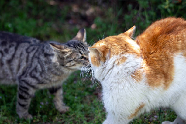 istock Cute street cats communicate by sniffing. 2149581119