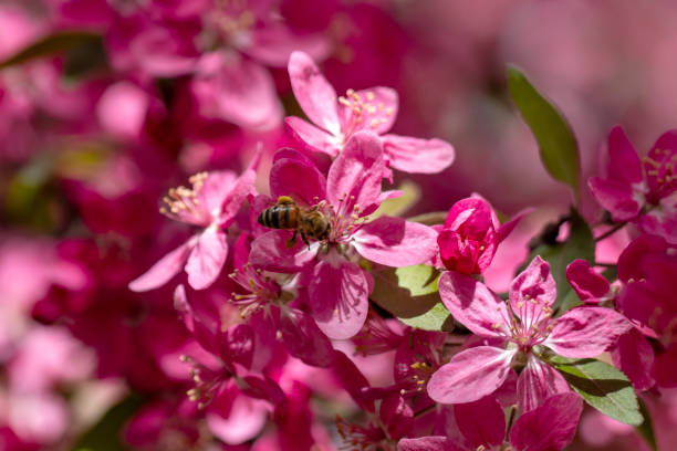 istock Pink fruit tree flowers, the arrival of spring. The bee is flying. 2149581425