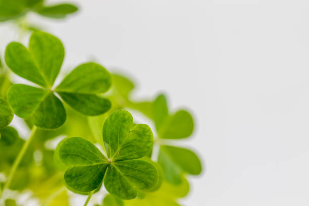 istock Clover plant isolated on white background. macro photo. 2149581612