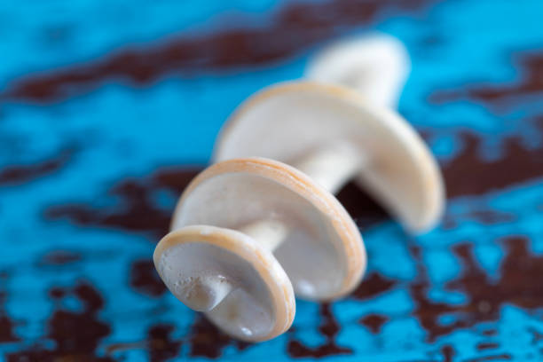 Seashells that have been broken and the golden ratio structure inside is revealed. macro photo. blue background.