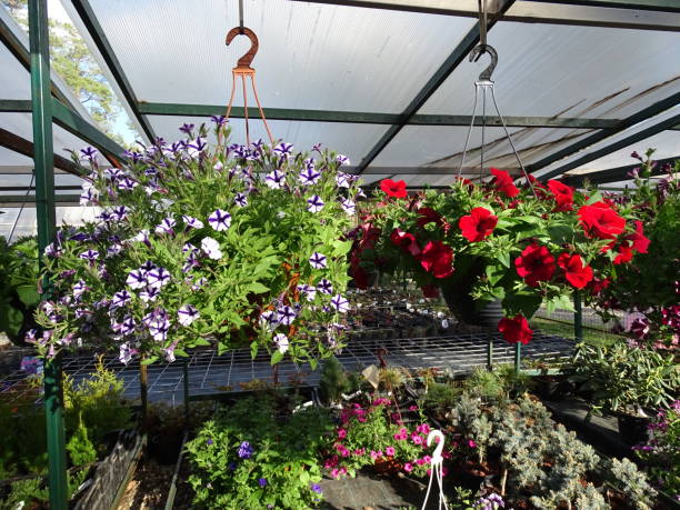 istock Greenhouse flowers plants 2149582221
