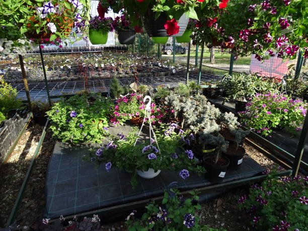 istock Greenhouse flowers plants 2149582249