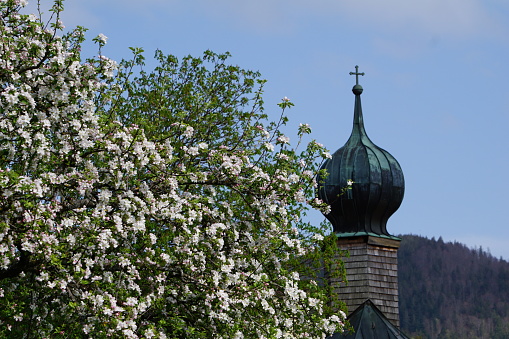 Blooming apple trees. The flowering of fruit trees in the Bavarian village of Bad Feilnbach. Spring flowering of fruit trees in Bavaria. An apple tree blooms near the church.