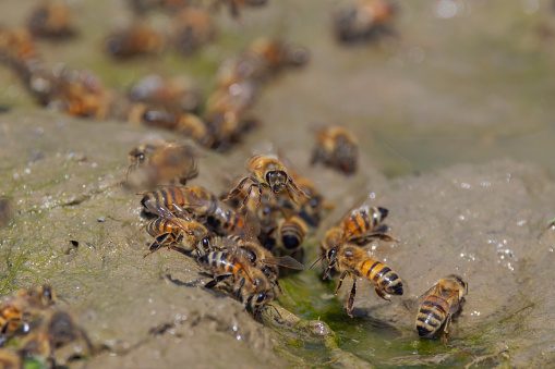 Bees on the ground drinking dirty water.