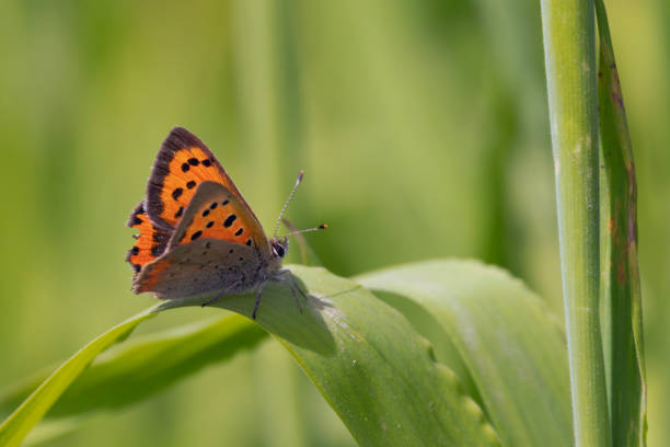 Orange and red cute Common Copper butterfly (Benishijimi,  Lycaena phlaeas, summer type sunny green leaf top close up macro photography)