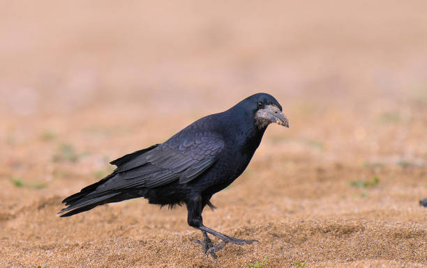 istock Rook (corvus frugilegus) stock photo 2149582734