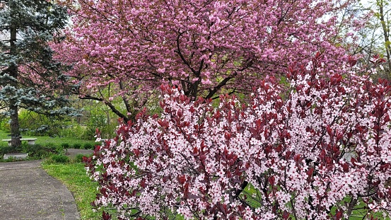 Spring Flowers and Trees