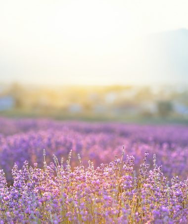 Lavender bushes closeup on sunset. Sunset gleam over purple flowers of lavender. Provence region of France