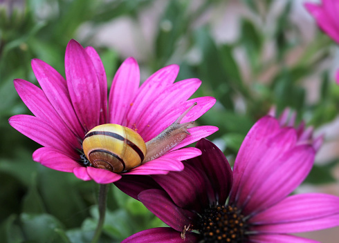 Snail walking on a daisy petal, embracing nature's simplicity.