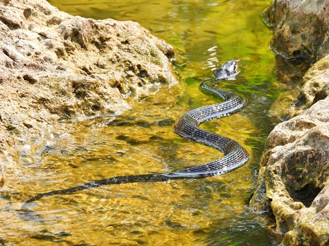 Brown Watersnake swimming in a creek near rocks