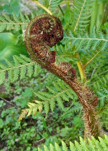 A small but mighty fern leaf slowly unfurling into what will soon be a lush green leaf.