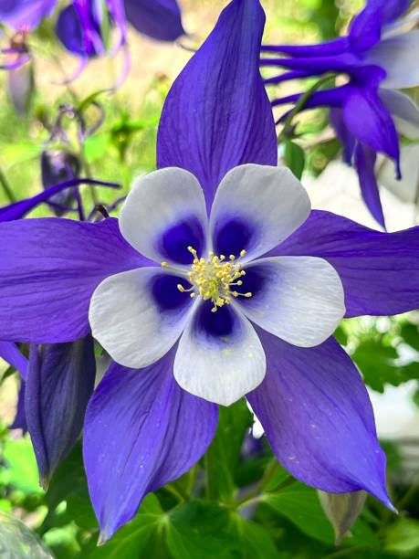 istock Colorado Columbine Flower 2149586097