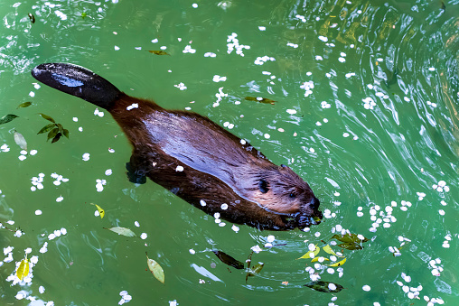 Wild otters at the public Bay East Garden, Gardens by the Bay, located along the Singapore River.