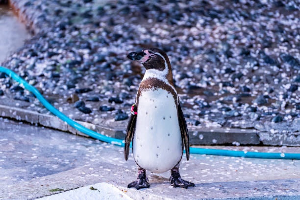 istock cherry blossom petals and penguin 2149587329