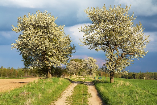 Alley of flowering cherry trees and dirt road, springtime view