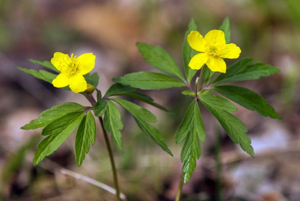 istock yellow anemone, buttercup anemone, Anemone ranunculoides 2149587503
