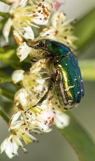 Green Rose Chafer, in latin Cetonia Aurata, on white and red flower