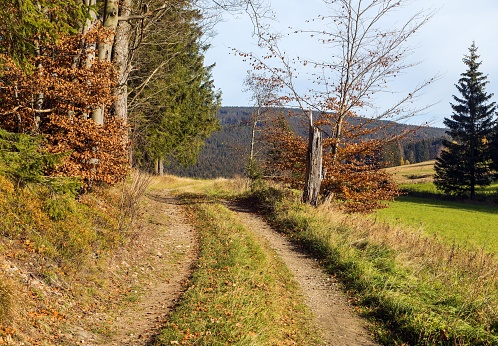 autumn landscape with meadow, forest and dirt road