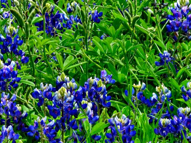 istock Wildflowers of Plano, Texas 2149587698
