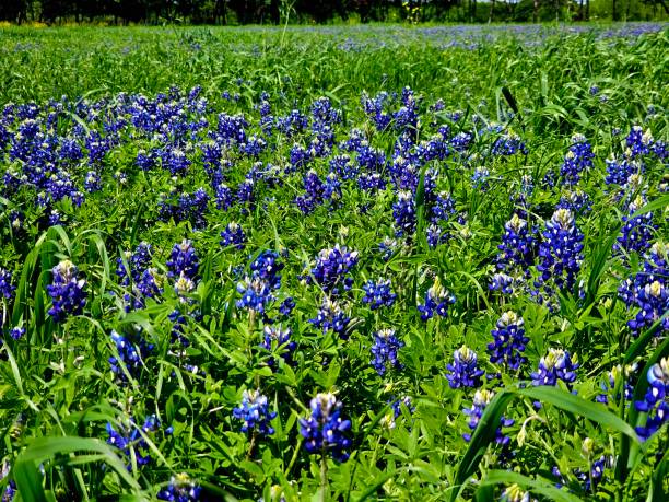 istock Wildflowers of Plano, Texas 2149587733
