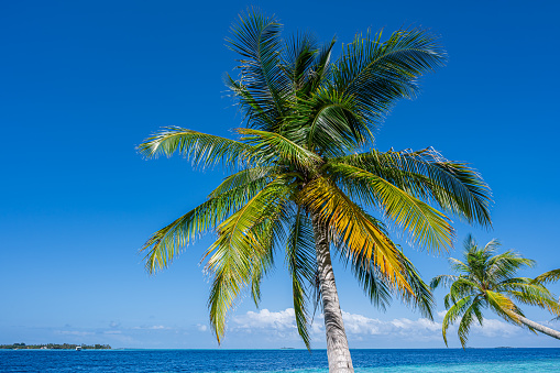 Palm trees and beautiful sea on exotic tropical island