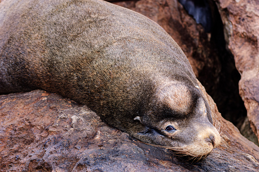 Wild California sea lion (Zalophus californianus) resting on shore rocks.\n\nTaken in Monterey, California, USA.