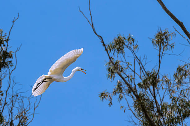 Great egret (Ardea alba) captured in mid-air flying through spring nesting area.Taken in Moss Landing, California. USA