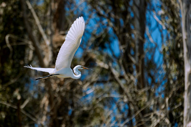 Great egret (Ardea alba) captured in mid-air flying through spring nesting area.Taken in Moss Landing, California. USA