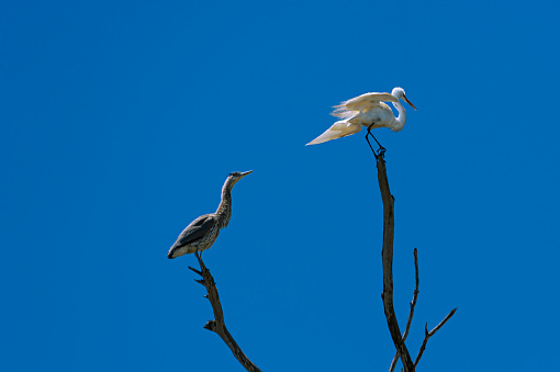 Great egret (Ardea alba) and Great Blue Heron (Ardea herodias) perched on bare tree branches.

Taken in Moss Landing, California. USA