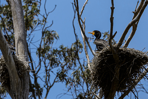 Distant view of cormorant chick nesting in trees growing along the Central California Coast.

Taken in Moss Landing, California. USA
