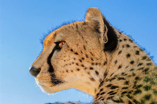 Close-up of wild cheetah (Acinonyx jubatus) taken from inside of safari vehicle, when cheetah was on top of vehicle.  Background is a blue cloudless sky.\n\nTaken on the Masai Mara, Kenya, Africa