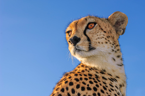 Close-up of wild cheetah (Acinonyx jubatus) taken from inside of safari vehicle, when cheetah was on top of vehicle.  Background is a blue cloudless sky.

Taken on the Masai Mara, Kenya, Africa