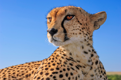 Close-up of wild cheetah (Acinonyx jubatus) taken from inside of safari vehicle when cheetah was on top of vehicle.  Background is blue cloudless sky.

Taken on the Masai Mara, Kenya, Africa