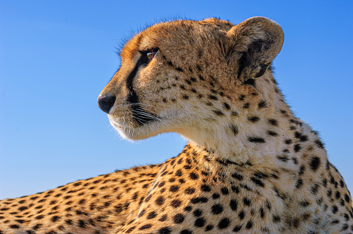 Close-up of wild cheetah (Acinonyx jubatus) taken from inside of safari vehicle when cheetah was on top of vehicle.  Background is blue cloudless sky.\n\nTaken on the Masai Mara, Kenya, Africa