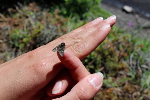 istock Beautiful butterfly on a finger 2149588910