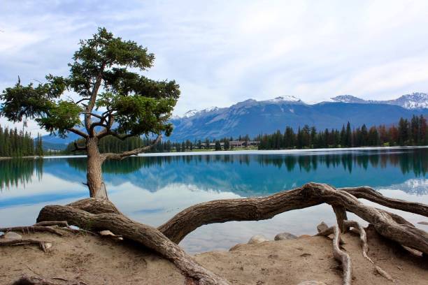 istock Beautiful tree with view of the lake and mountains 2149588912