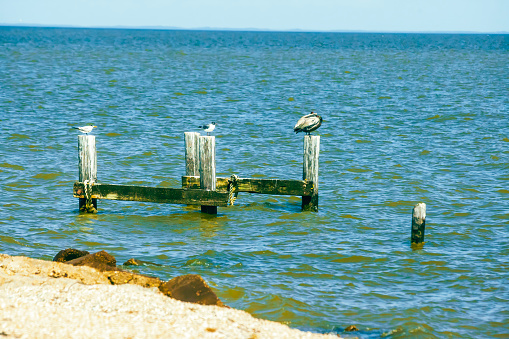 Pelican on the post