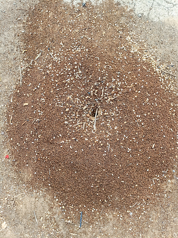 Fire ants nests called mounds in the sidewalk