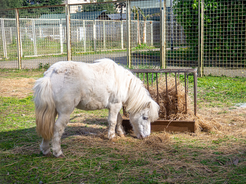 Pony on the lawn of the city zoo. Pony in a cage. Fence for animals.. Conditions in the zoo