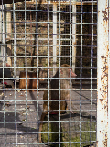 Baboon in a cage. Local zoo. Concept of an animal in captivity. The animal is sitting. Primate
