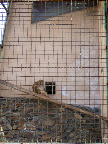 Macaque in a cage. Local zoo. Concept of an animal in captivity. The animal is sitting. Primate