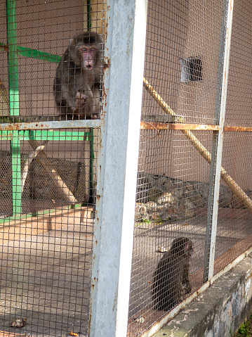 Macaque in a cage. Local zoo. Concept of an animal in captivity. The animal is sitting. Primate